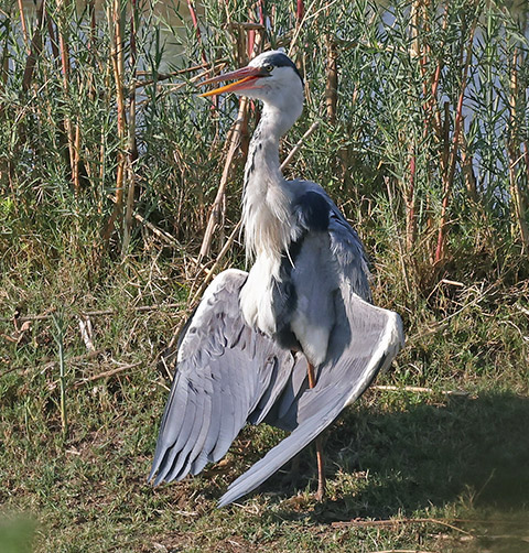 Grey Heron sunbathing